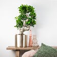 BLOOMIQUE - Ficus Ginseng - Forme en S - Bonsaï - Plante d'intérieur - Dépolluante - Facile d'entretien - vignette