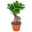 BLOOMIQUE - Ficus Ginseng - Bonsaï - Plantes d’intérieur - Dépolluante - H. 30-40 cm - P. 17 cm - vignette