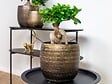 BLOOMIQUE - Ficus Ginseng - Bonsaï - Plantes d’intérieur - Dépolluante - H. 30-40 cm - P. 17 cm - vignette