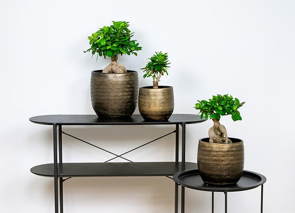 BLOOMIQUE - Ficus Ginseng - Bonsaï - Plantes d’intérieur - Dépolluante - H. 30-40 cm - P. 17 cm - large