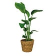 BLOOMIQUE - Strelitzia Nicolai - Oiseau de paradis - Plante d’intérieur - Dépolluante - H. 80-100 cm - vignette