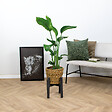 BLOOMIQUE - Strelitzia Nicolai - Oiseau de paradis - Plante d’intérieur - Dépolluante - H. 80-100 cm - vignette
