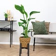 BLOOMIQUE - Strelitzia Nicolai - Oiseau de paradis - Plante d’intérieur - Dépolluante - H. 80-100 cm - vignette