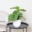 BLOOMIQUE - Lot de 2 - Calathea Orbifolia - Plante paon - Plante d’intérieur - H. 40-50 cm - P. 14 cm - vignette