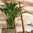 BLOOMIQUE - Lot de 2 - Dypsis & Chamaedorea - Palmiers d’intérieur - Dépolluants - H. 30-40 cm - P. 12 cm - vignette