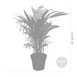 BLOOMIQUE - Lot de 2 - Dypsis & Chamaedorea - Palmiers d’intérieur - Dépolluants - H. 30-40 cm - P. 12 cm - vignette