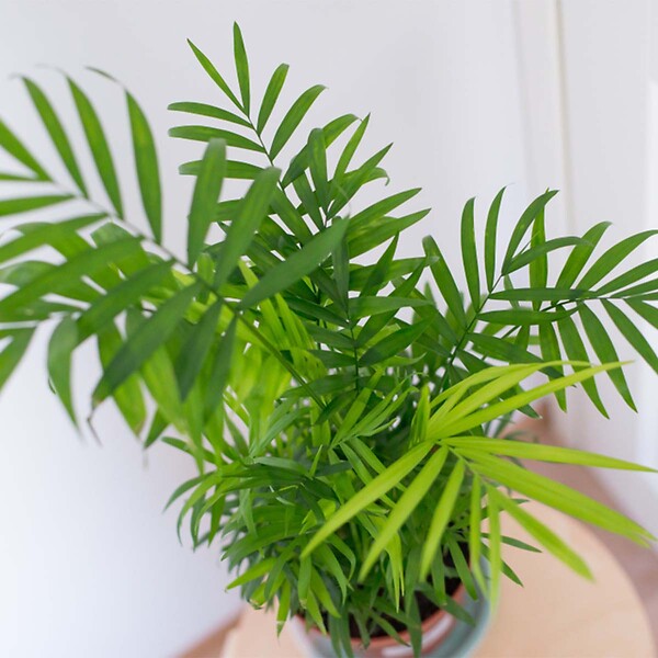 BLOOMIQUE - Lot de 2 - Dypsis & Chamaedorea - Palmiers d’intérieur - Dépolluants - H. 30-40 cm - P. 12 cm - large