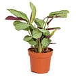 BLOOMIQUE - Ctenanthe 'Amagris' - par pièce - Plante d'intérieur - Pot 12 cm - Hauteur 10-20 cm - vignette