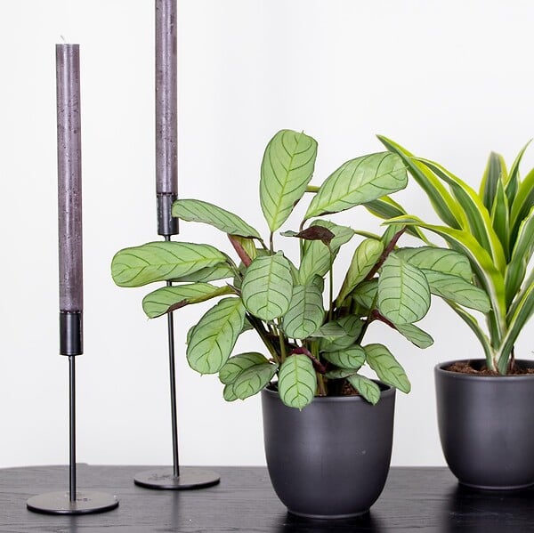 BLOOMIQUE - Ctenanthe 'Amagris' - par pièce - Plante d'intérieur - Pot 12 cm - Hauteur 10-20 cm - large