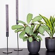 BLOOMIQUE - Ctenanthe 'Amagris' - par pièce - Plante d'intérieur - Pot 12 cm - Hauteur 10-20 cm - vignette