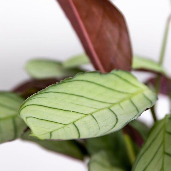 BLOOMIQUE - Ctenanthe 'Amagris' - par pièce - Plante d'intérieur - Pot 12 cm - Hauteur 10-20 cm - large