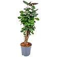 BLOOMIQUE - Polyscias Fabian - Aralia - Plante d’intérieur - Dépolluante - H. 50-60 cm - P. 17 cm - vignette