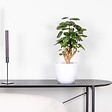 BLOOMIQUE - Polyscias Fabian - Aralia - Plante d’intérieur - Dépolluante - H. 50-60 cm - P. 17 cm - vignette
