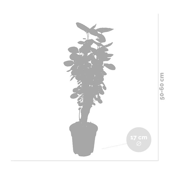 BLOOMIQUE - Polyscias Fabian - Aralia - Plante d’intérieur - Dépolluante - H. 50-60 cm - P. 17 cm - large