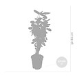 BLOOMIQUE - Polyscias Fabian - Aralia - Plante d’intérieur - Dépolluante - H. 50-60 cm - P. 17 cm - vignette