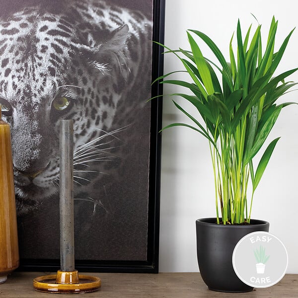 BLOOMIQUE - Dypsis Lutescens - Palmier Areca - Plante d’intérieur - Dépolluante - H. 30-40 cm - P. 12 cm - large