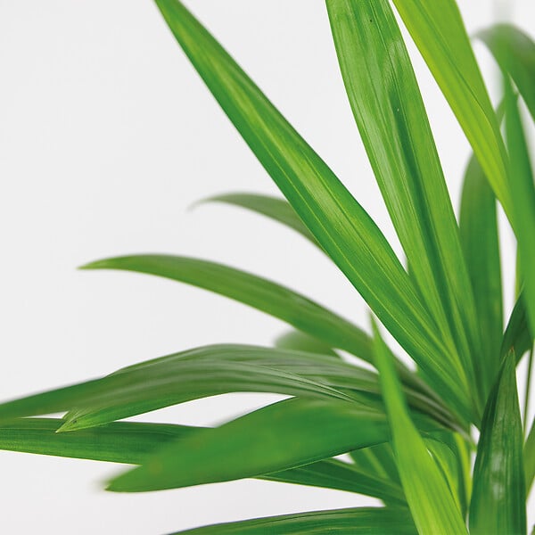 BLOOMIQUE - Dypsis Lutescens - Palmier Areca - Plante d’intérieur - Dépolluante - H. 30-40 cm - P. 12 cm - large