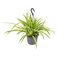 BLOOMIQUE - Chlorophytum 'Variegatum' - Plante araignée - Plante suspendue - Dépolluante - H. 30-40 cm - vignette