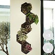 BLOOMIQUE - Lot de 3 - Begonia 'Beleaf' - Bégonia décoratif - Plante d'intérieur - Hauteur 25-35 cm - Pot 12 cm - vignette
