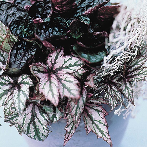 BLOOMIQUE - Lot de 3 - Begonia 'Beleaf' - Bégonia décoratif - Plante d'intérieur - Hauteur 25-35 cm - Pot 12 cm - large