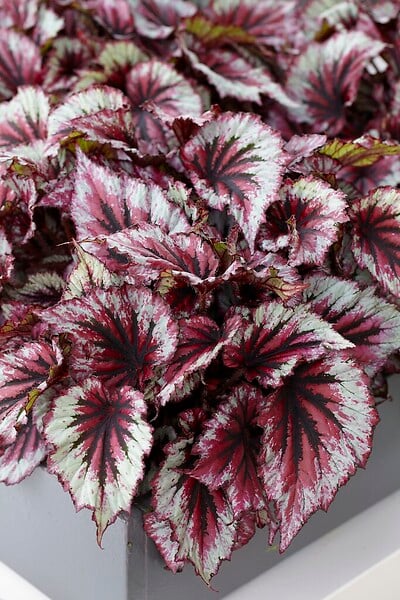 BLOOMIQUE - Lot de 3 - Begonia 'Beleaf' - Bégonia décoratif - Plante d'intérieur - Hauteur 25-35 cm - Pot 12 cm - large