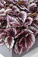 BLOOMIQUE - Lot de 3 - Begonia 'Beleaf' - Bégonia décoratif - Plante d'intérieur - Hauteur 25-35 cm - Pot 12 cm - vignette