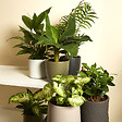 BLOOMIQUE - Lot de 6 - Mélange de plantes vertes - H. 20-40 cm - P. 12 cm - vignette