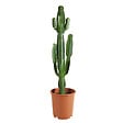 BLOOMIQUE - Euphorbia Acrurensis - Euphorbe - Cactus cowboy - Plante cactus - H. 100-120 cm - P. 24 cm - vignette