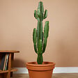 BLOOMIQUE - Euphorbia Acrurensis - Euphorbe - Cactus cowboy - Plante cactus - H. 100-120 cm - P. 24 cm - vignette