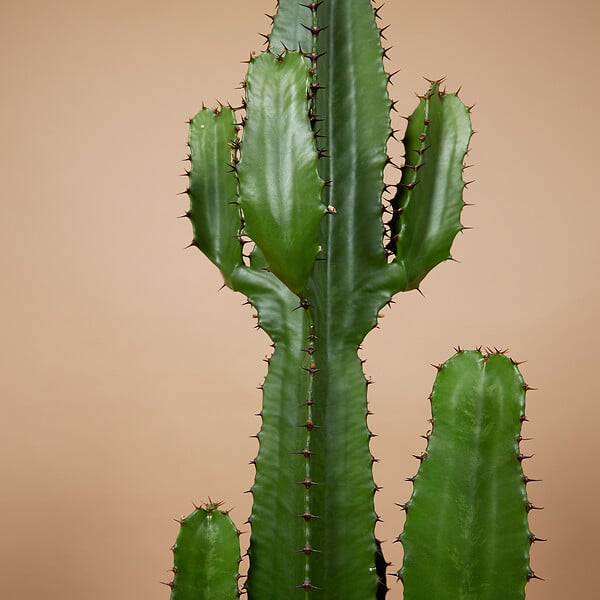BLOOMIQUE - Euphorbia Acrurensis - Euphorbe - Cactus cowboy - Plante cactus - H. 100-120 cm - P. 24 cm - large