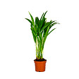 BLOOMIQUE - Dypsis Lutescens - Palmier Areca - Plantes d’intérieur - Dépolluante - H. 20-30 cm - P. 10,5 cm - vignette
