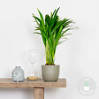 BLOOMIQUE - Dypsis Lutescens - Palmier Areca - Plantes d’intérieur - Dépolluante - H. 20-30 cm - P. 10,5 cm - vignette