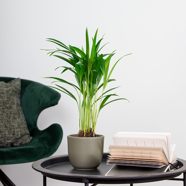 BLOOMIQUE - Dypsis Lutescens - Palmier Areca - Plantes d’intérieur - Dépolluante - H. 20-30 cm - P. 10,5 cm - large