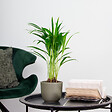 BLOOMIQUE - Dypsis Lutescens - Palmier Areca - Plantes d’intérieur - Dépolluante - H. 20-30 cm - P. 10,5 cm - vignette