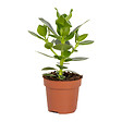 BLOOMIQUE - Clusia Rosea - Arbre à cochons - Plante d’intérieur - Dépolluante - H. 20-30 cm - P. 12 cm - vignette