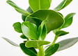 BLOOMIQUE - Clusia Rosea - Arbre à cochons - Plante d’intérieur - Dépolluante - H. 20-30 cm - P. 12 cm - vignette