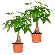 BLOOMIQUE - Lot de 2 - Pachira Aquatica - Arbre à argent - Plante d’intérieur - H. 25-35 cm - P. 12 cm - vignette