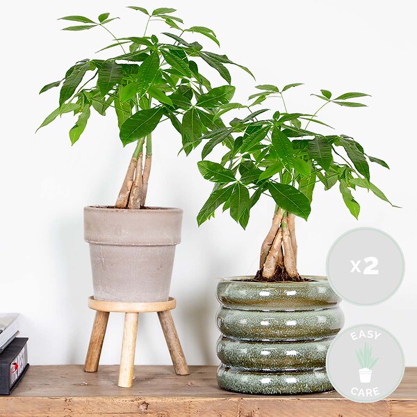 BLOOMIQUE - Lot de 2 - Pachira Aquatica - Arbre à argent - Plante d’intérieur - H. 25-35 cm - P. 12 cm - large