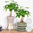 BLOOMIQUE - Lot de 2 - Pachira Aquatica - Arbre à argent - Plante d’intérieur - H. 25-35 cm - P. 12 cm - vignette