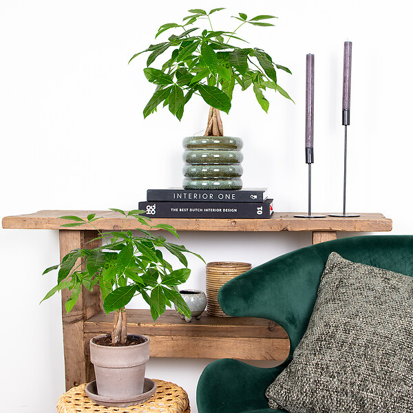 BLOOMIQUE - Lot de 2 - Pachira Aquatica - Arbre à argent - Plante d’intérieur - H. 25-35 cm - P. 12 cm - large