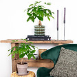 BLOOMIQUE - Lot de 2 - Pachira Aquatica - Arbre à argent - Plante d’intérieur - H. 25-35 cm - P. 12 cm - vignette