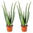 BLOOMIQUE - Lot de 2 - Aloe Vera - Plantes d’intérieur - Plantes grasses - Succulentes - H. 30-40 cm - P. 12 cm - vignette