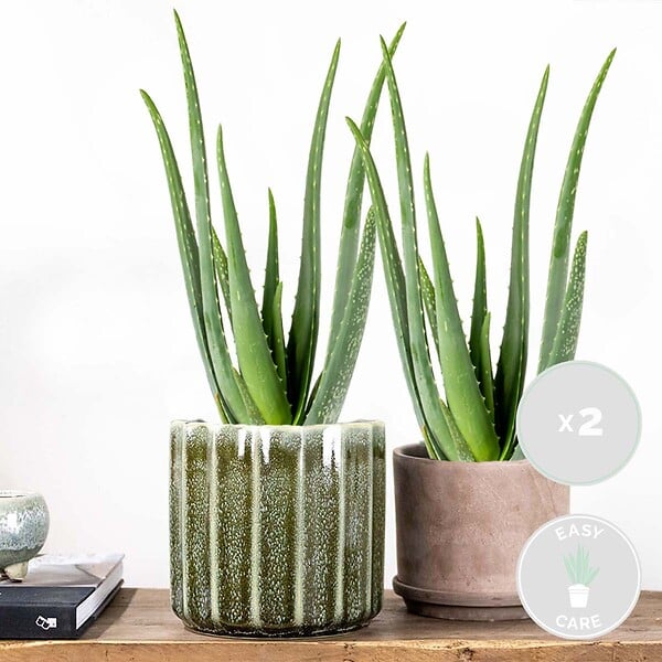 BLOOMIQUE - Lot de 2 - Aloe Vera - Plantes d’intérieur - Plantes grasses - Succulentes - H. 30-40 cm - P. 12 cm - large