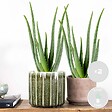 BLOOMIQUE - Lot de 2 - Aloe Vera - Plantes d’intérieur - Plantes grasses - Succulentes - H. 30-40 cm - P. 12 cm - vignette