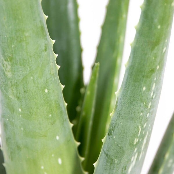 BLOOMIQUE - Lot de 2 - Aloe Vera - Plantes d’intérieur - Plantes grasses - Succulentes - H. 30-40 cm - P. 12 cm - large