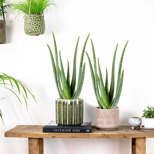 BLOOMIQUE - Lot de 2 - Aloe Vera - Plantes d’intérieur - Plantes grasses - Succulentes - H. 30-40 cm - P. 12 cm - large