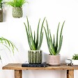 BLOOMIQUE - Lot de 2 - Aloe Vera - Plantes d’intérieur - Plantes grasses - Succulentes - H. 30-40 cm - P. 12 cm - vignette