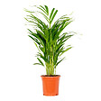 BLOOMIQUE - Dypsis Lutescens - Palmier Areca - Plantes d’intérieur - Dépolluante - H. 60-70 cm - P. 17 cm - vignette