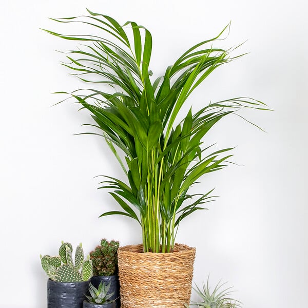BLOOMIQUE - Dypsis Lutescens - Palmier Areca - Plantes d’intérieur - Dépolluante - H. 60-70 cm - P. 17 cm - large