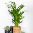 BLOOMIQUE - Dypsis Lutescens - Palmier Areca - Plantes d’intérieur - Dépolluante - H. 60-70 cm - P. 17 cm - vignette